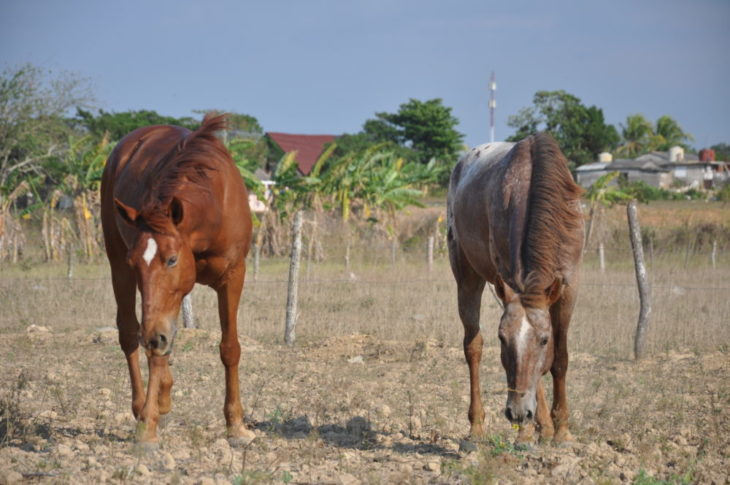 My favourite moments and experiences – on a horse!
