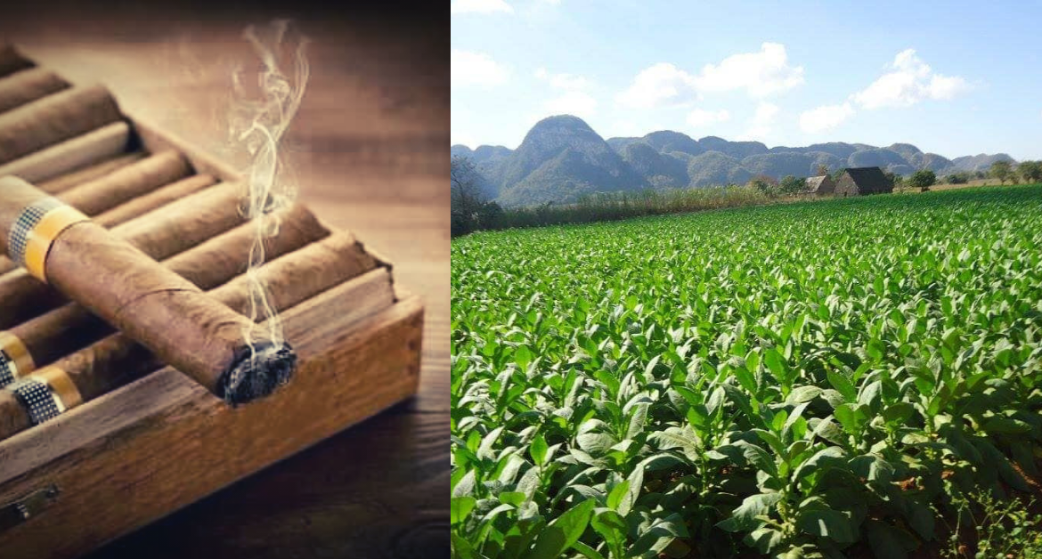 What are the best cuban cigars?